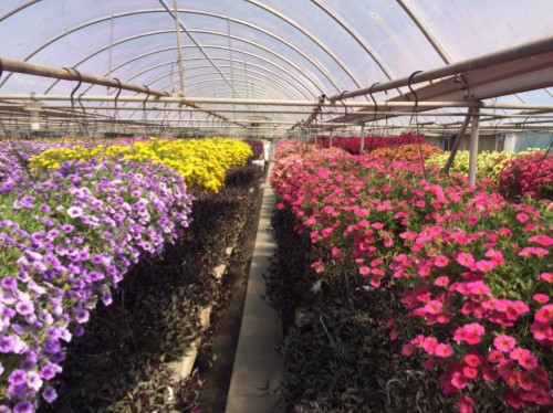 Greenhouse plants & Flowers