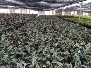 wholesale plants